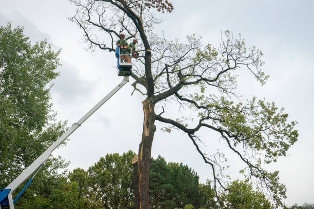 How Our Tree Care Process Works  in  Ladysmith, WI